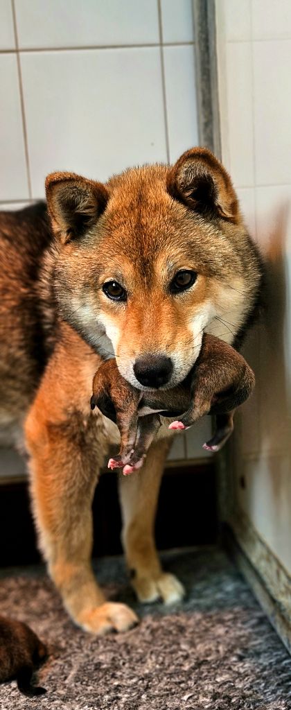 chiot Shiba de la maison des fées