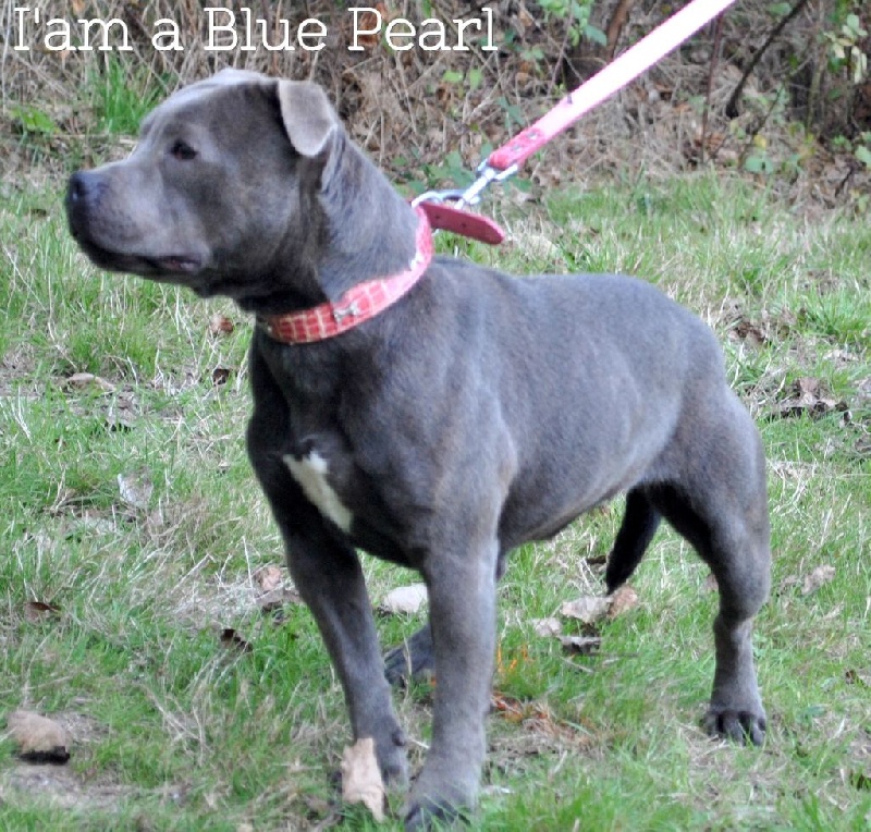 I am a blue pearl du domaine des Alunts
