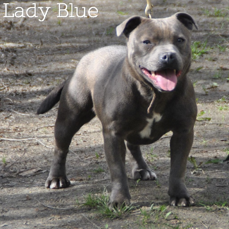 Lady blue de la maison des fées
