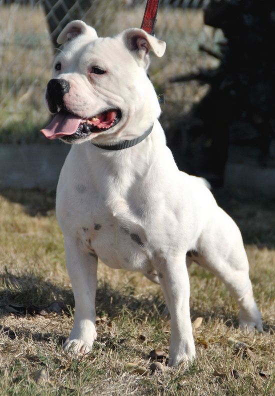 Leon white blackbull diamonds