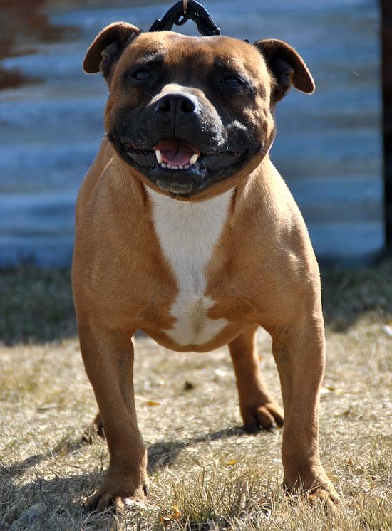 Impossible is nothing Staffelsass
