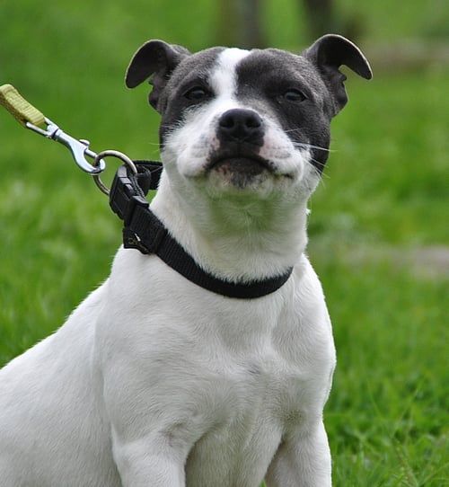 Romance Staffy Turtle's Familly