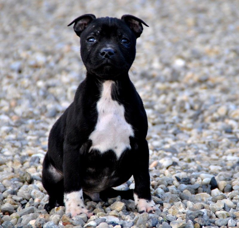 de la maison des fées - Chiots disponibles - Staffordshire Bull Terrier