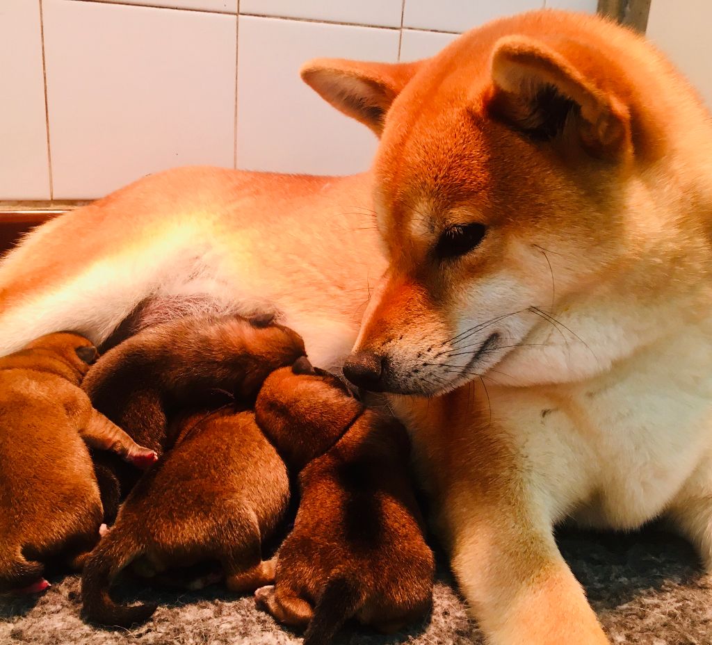 Chiot Shiba de la maison des fées